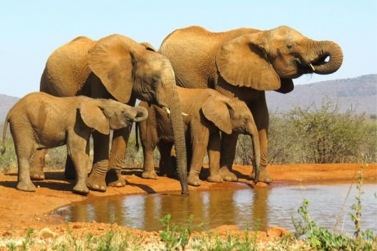 Eine Gruppe von Elefanten stehen an einem Wasserloch und trinken