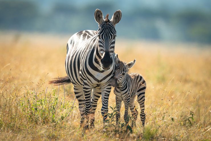 Zebra mit seinem kleinen Fohlen in der Savanne, eng beieinander stehend.