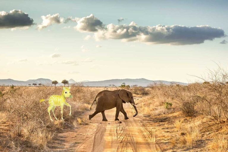 Elefant in der Savanne mit der Illustration von Steppi, dem kleinen goldenen Zebra, das neugierig hinter dem Elefanten hergeht.